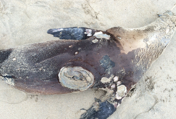 Decapitated Sea Lion with a huge hole in it's belly!