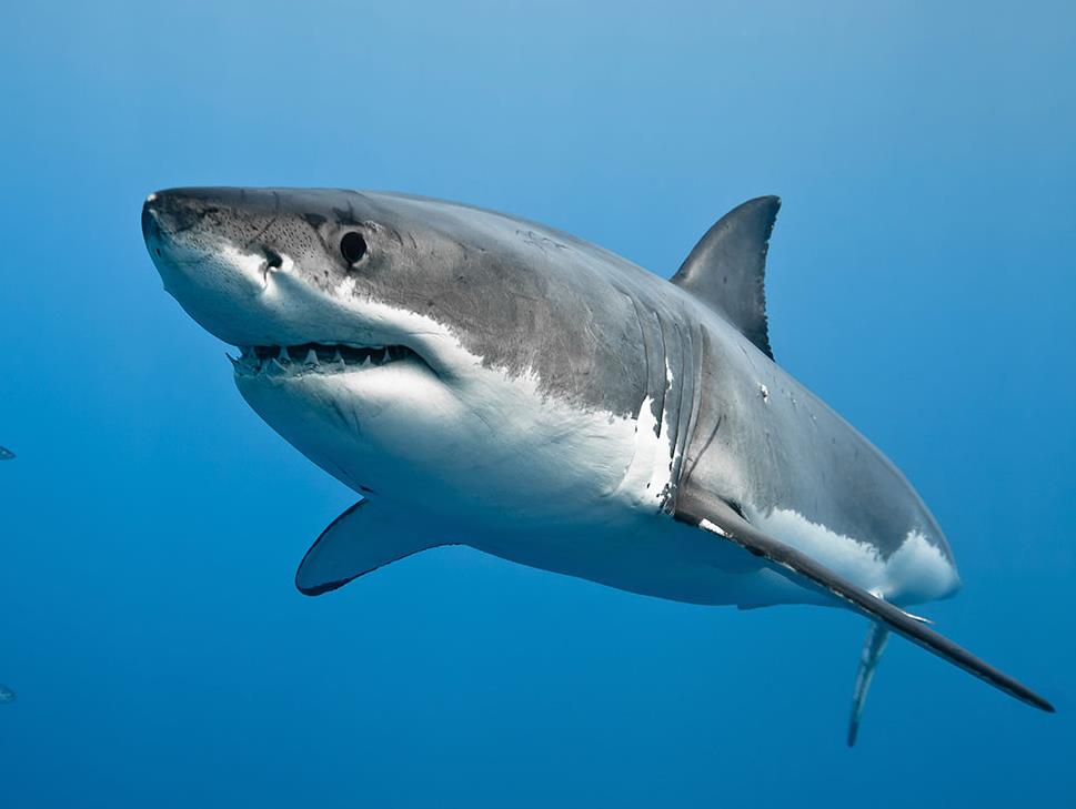 great-white-shark-on-blue