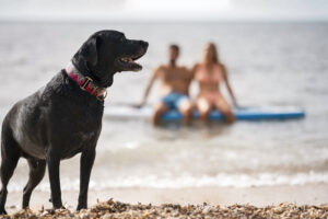dog having fun beach